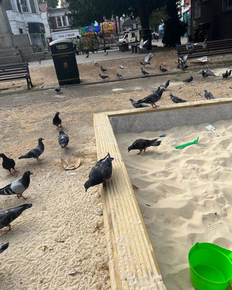 Pigeons in the sandpit in the memorial gardens